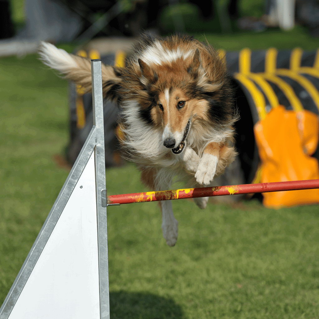 Dog agility training, competitive agility course, active working dog, high-energy athletic dog.