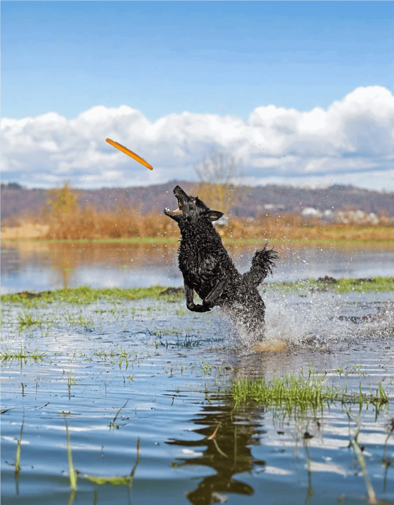 Dog fetches orange frisbee in a river during outdoor play.