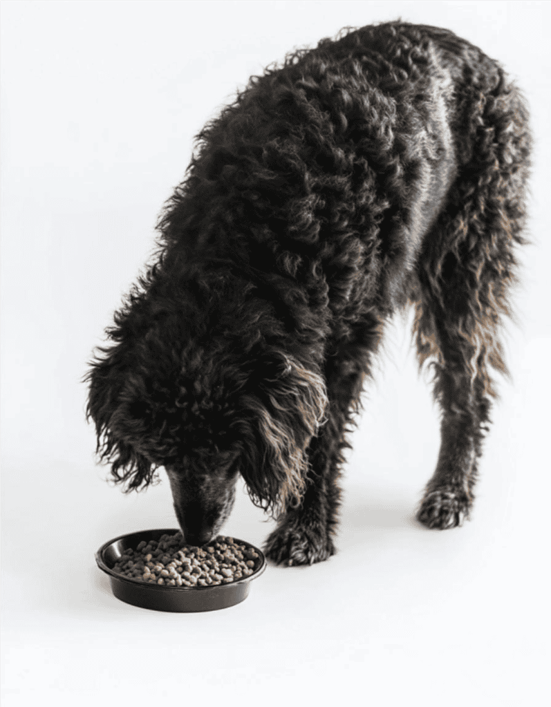 High-quality dog food bowl with dry kibble for healthy pet nutrition.
