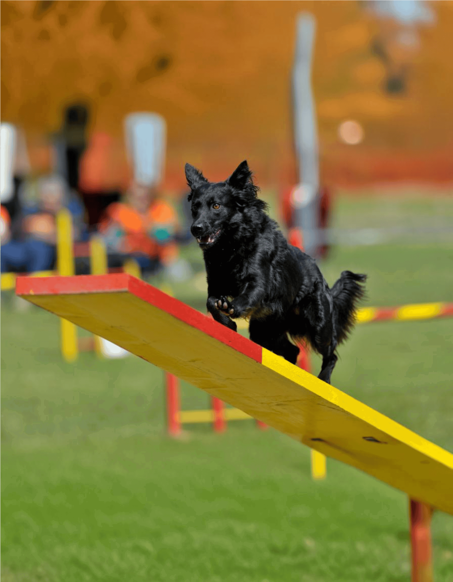 Dog agility competition with black dog jumping over obstacle.