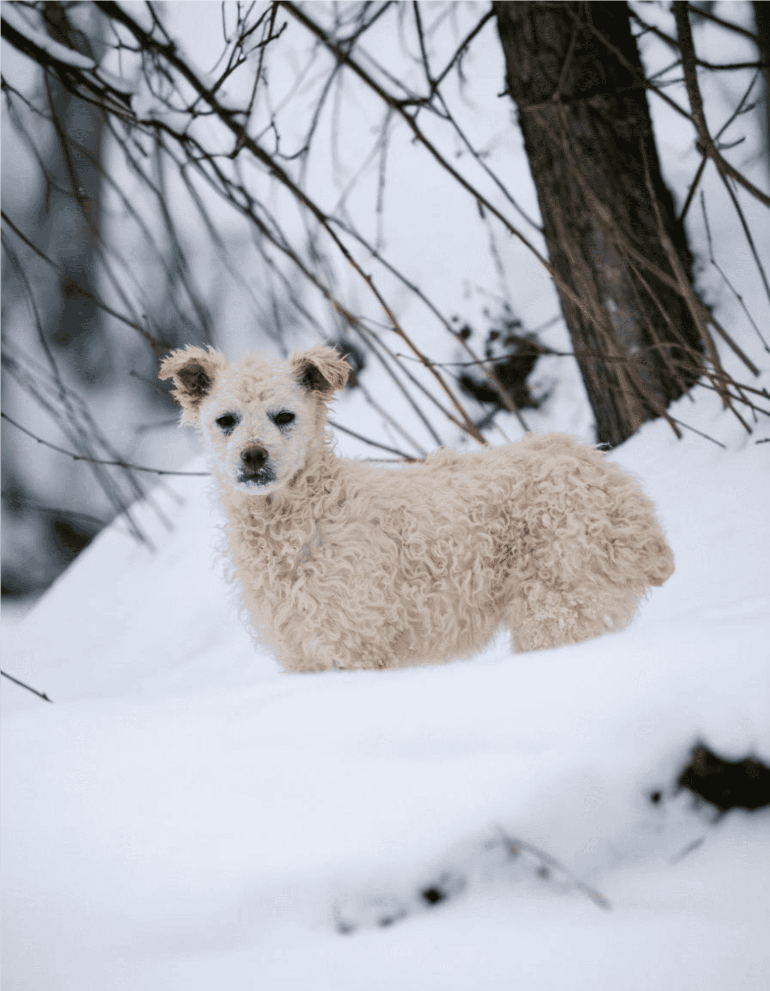Adorable curly-haired dog in snowy forest landscape.