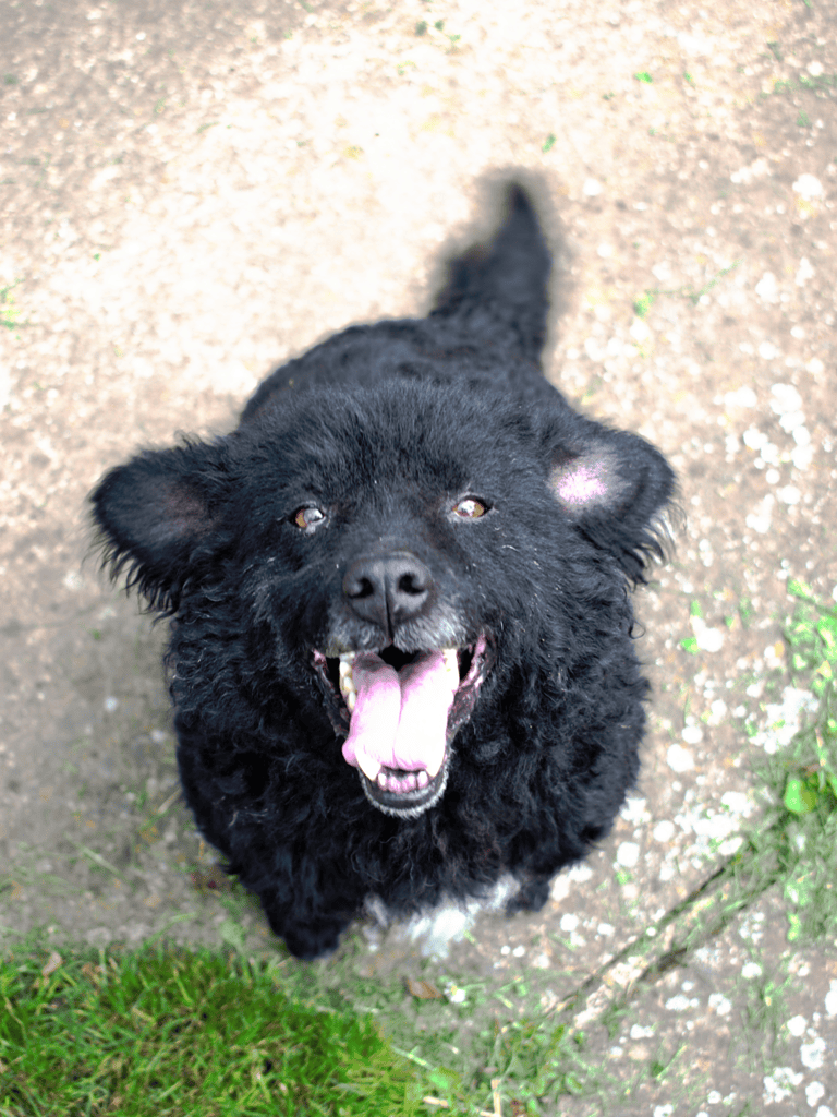 Cute black dog with a joyful expression standing on a pathway surrounded by grass.