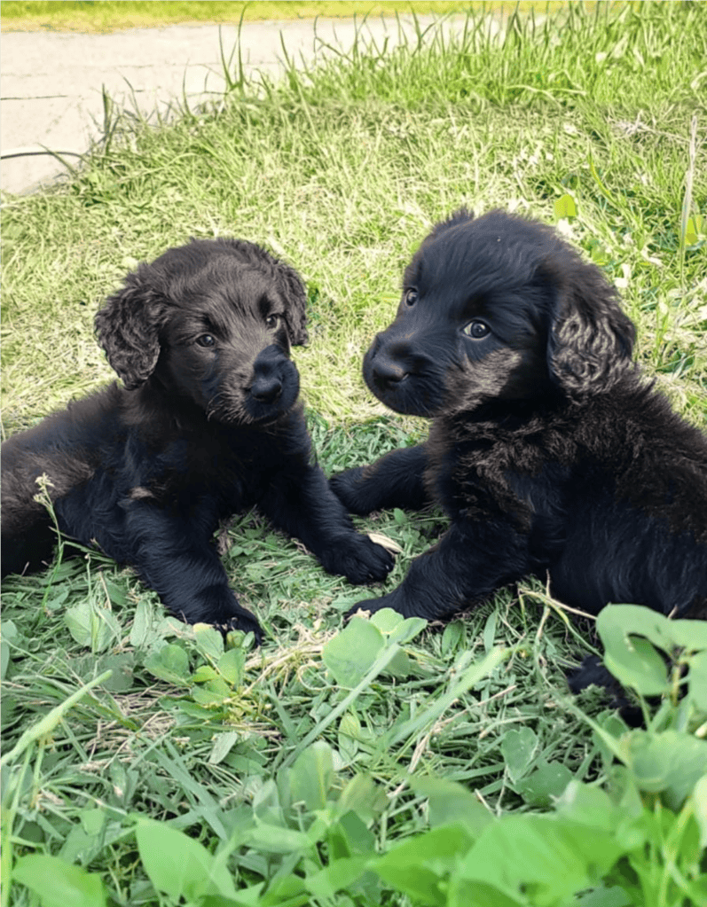 Cute black and brown puppy pups lying on grass, playful and adorable, perfect for pet lovers.