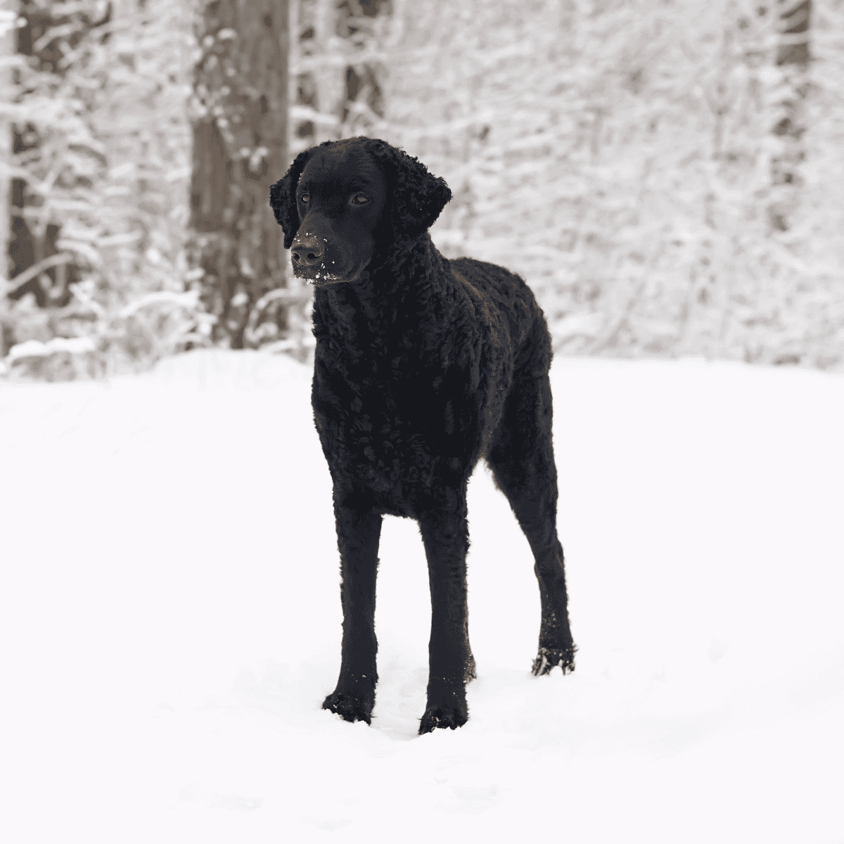 Black curly-coated dog in snowy outdoor landscape.