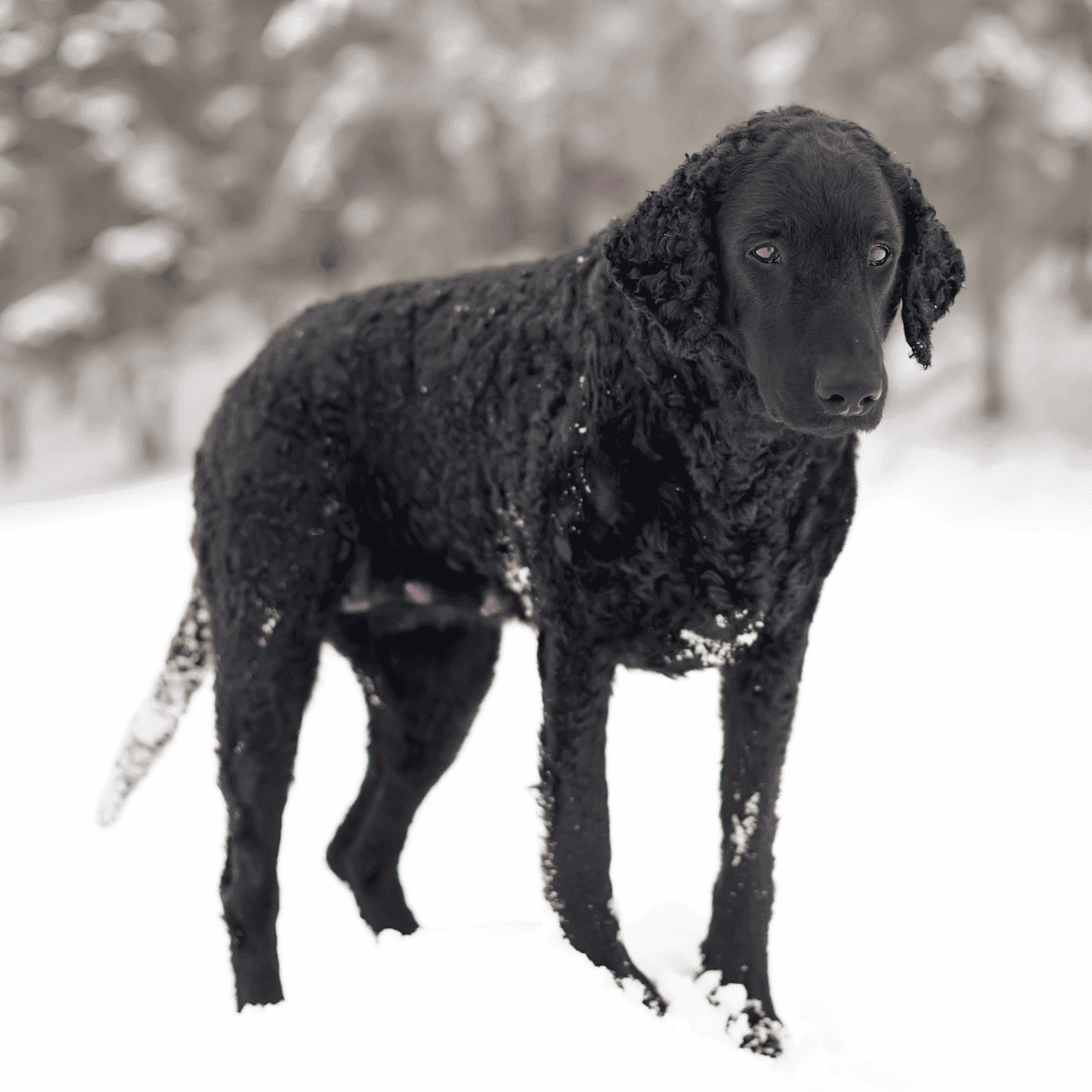 Cute black Labrador puppy in snowy outdoor setting.
