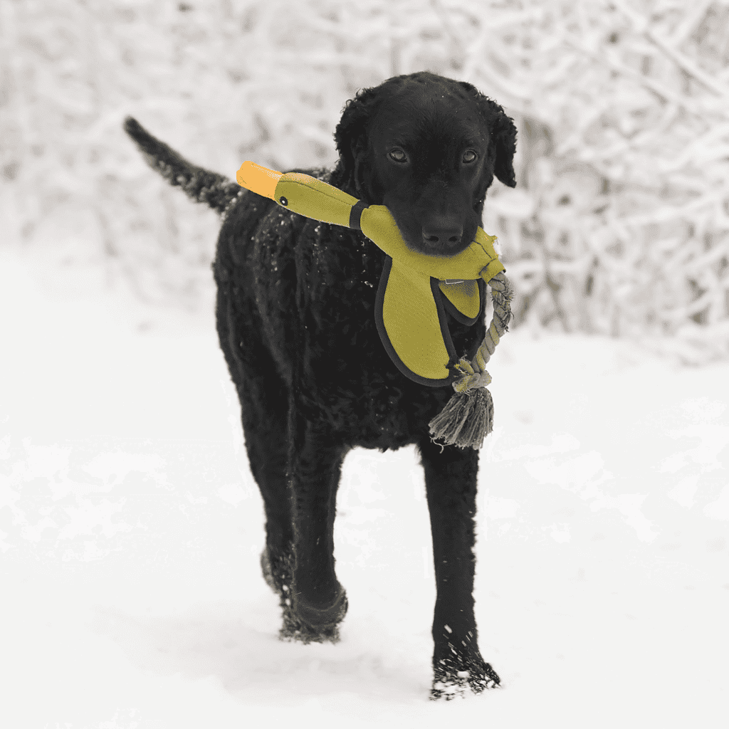 Adorable black Labrador puppy running through snowy landscape with a chew toy in its mouth.