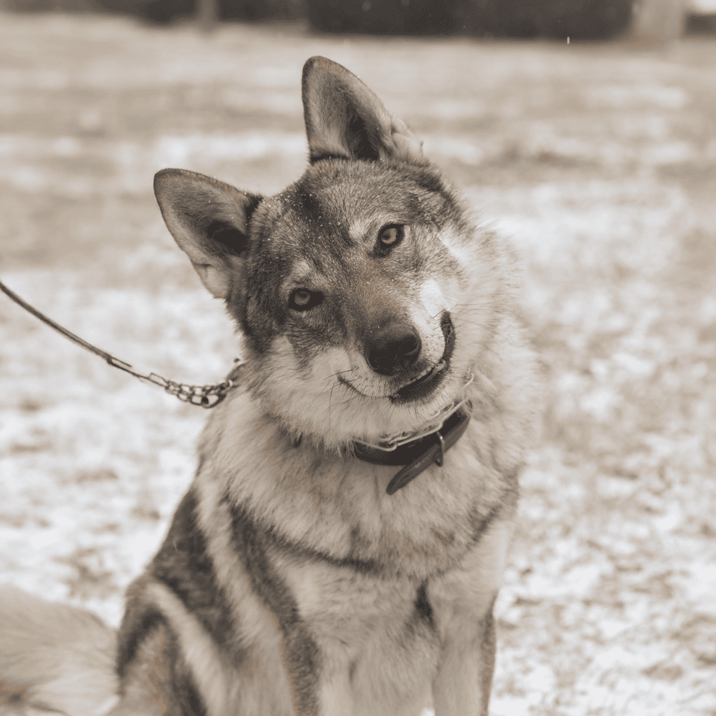 Czechoslovakian Vl'ák Came From An Experiment