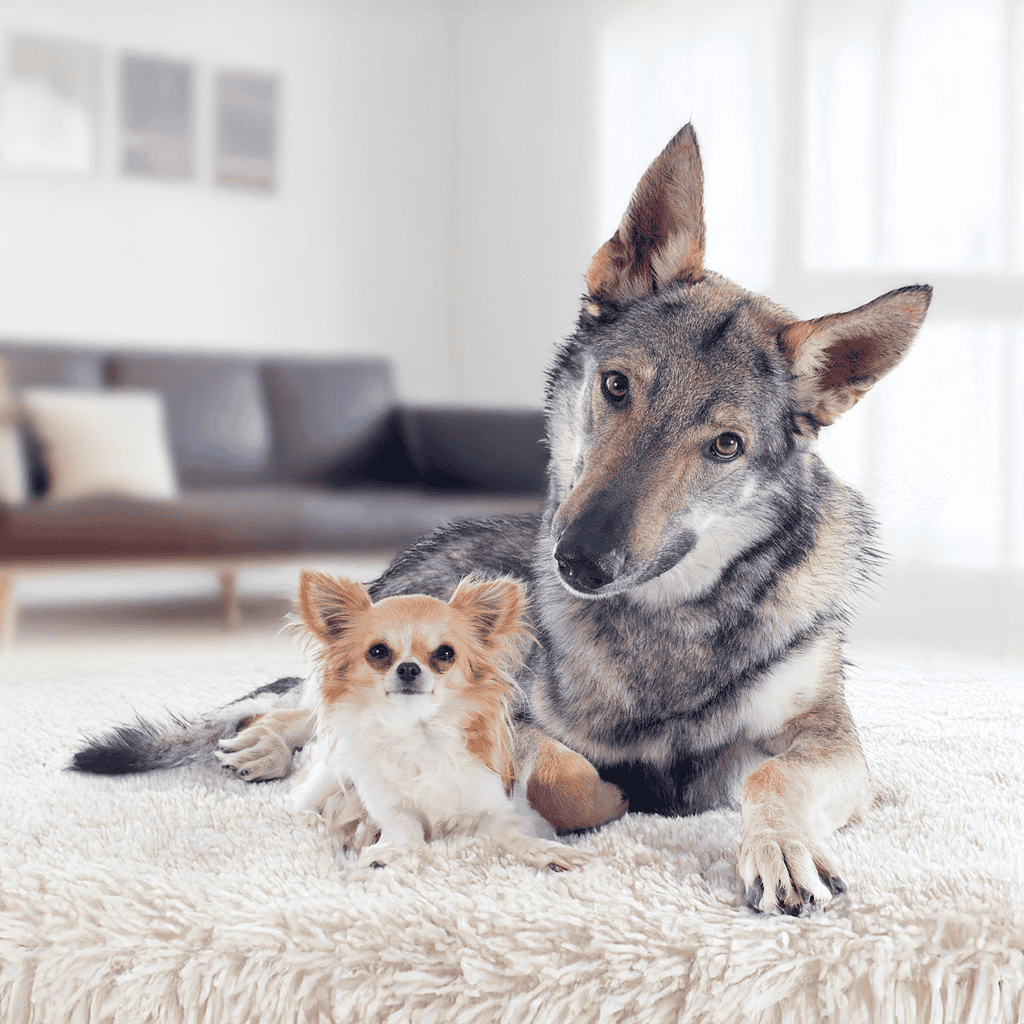 Czechoslovakian Vlciak Does This Breed Get Along With Other Pets