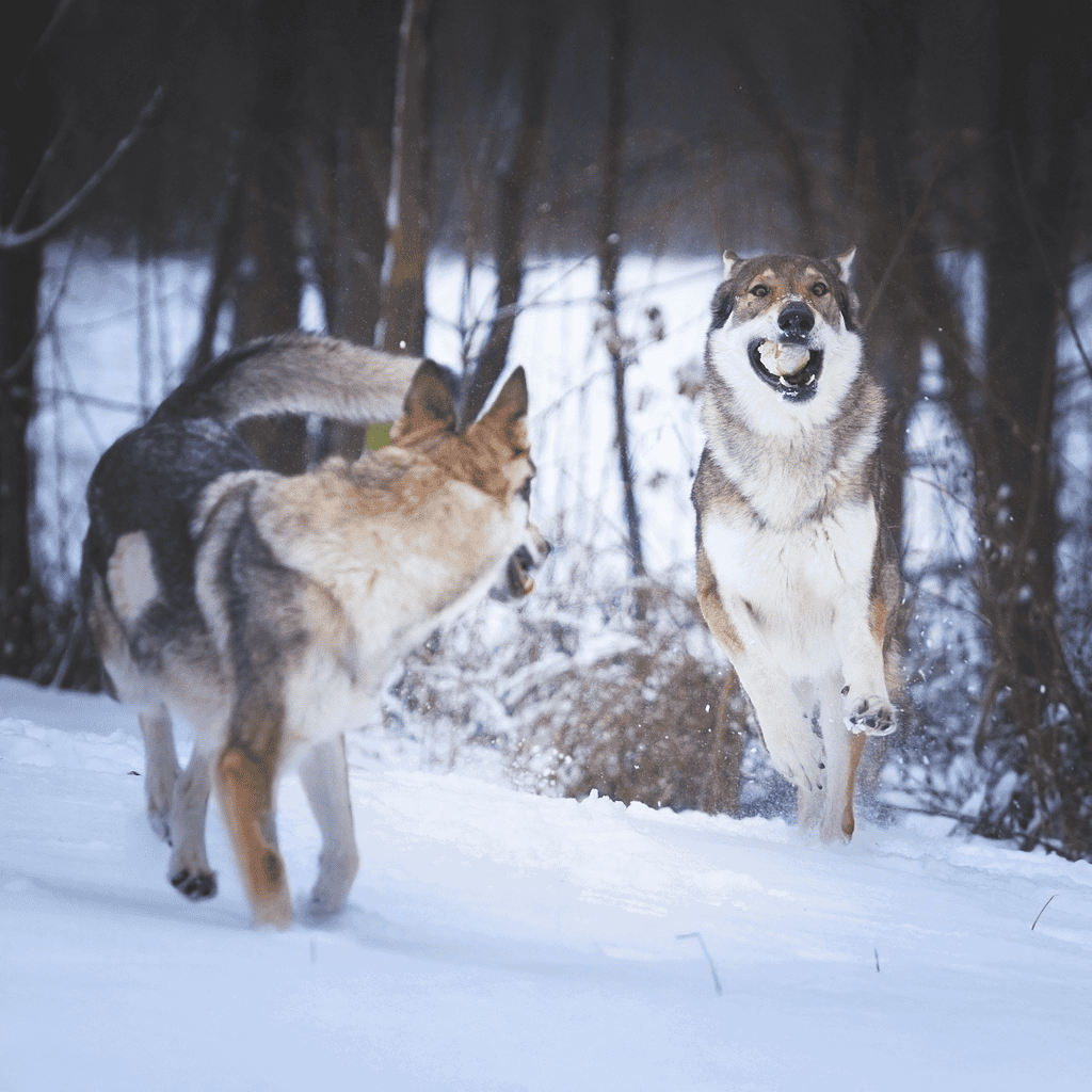 Czechoslovakian Vlciak Exercise