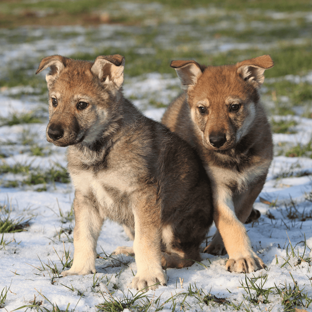 Czechoslovakian Vlciak Puppies