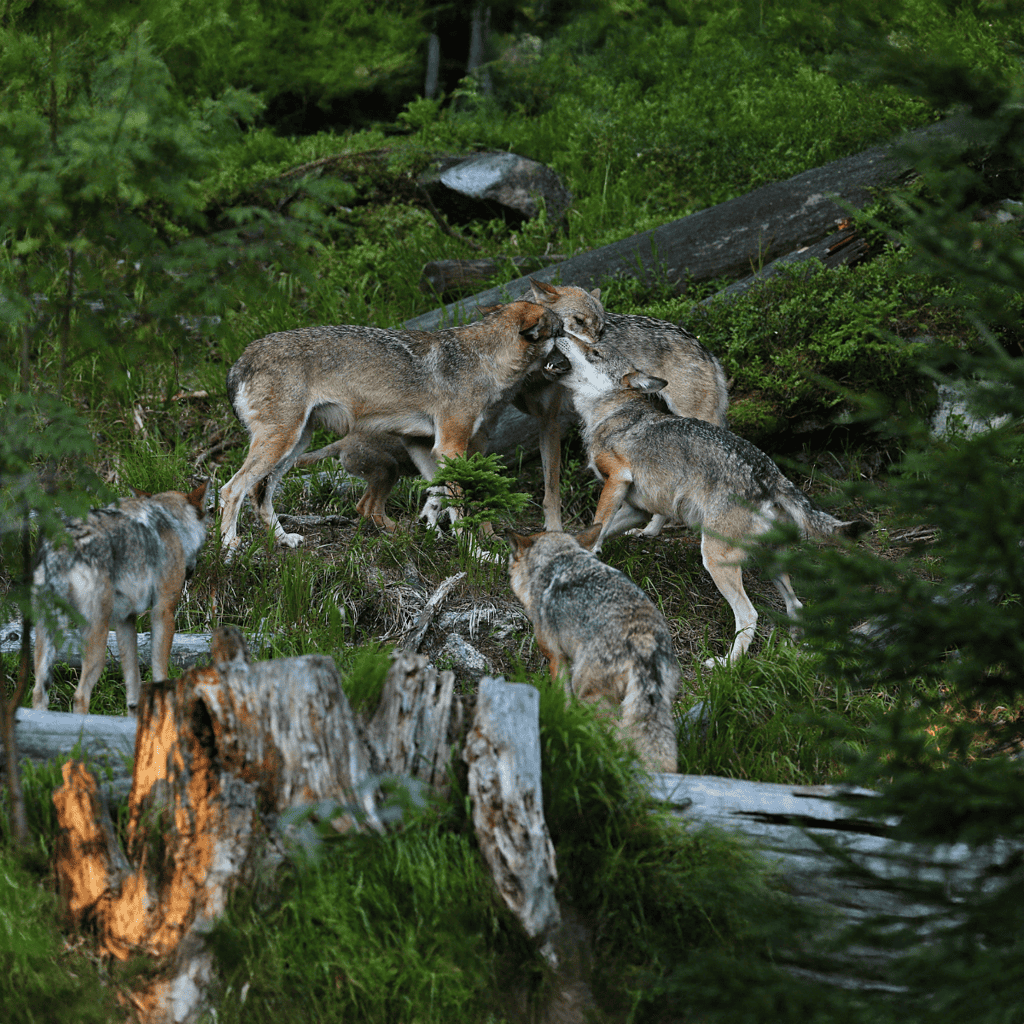 Czechoslovakian Vlciak There are Five Distinct Bloodlines For The Breed