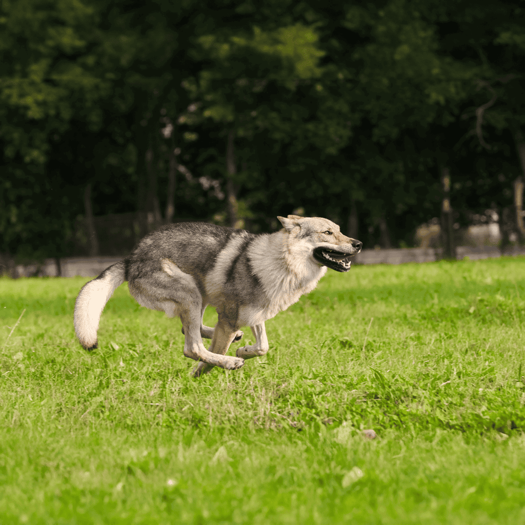 Energetic Siberian Husky running through a lush green field outdoors, showcasing active dog exercise and pet play.