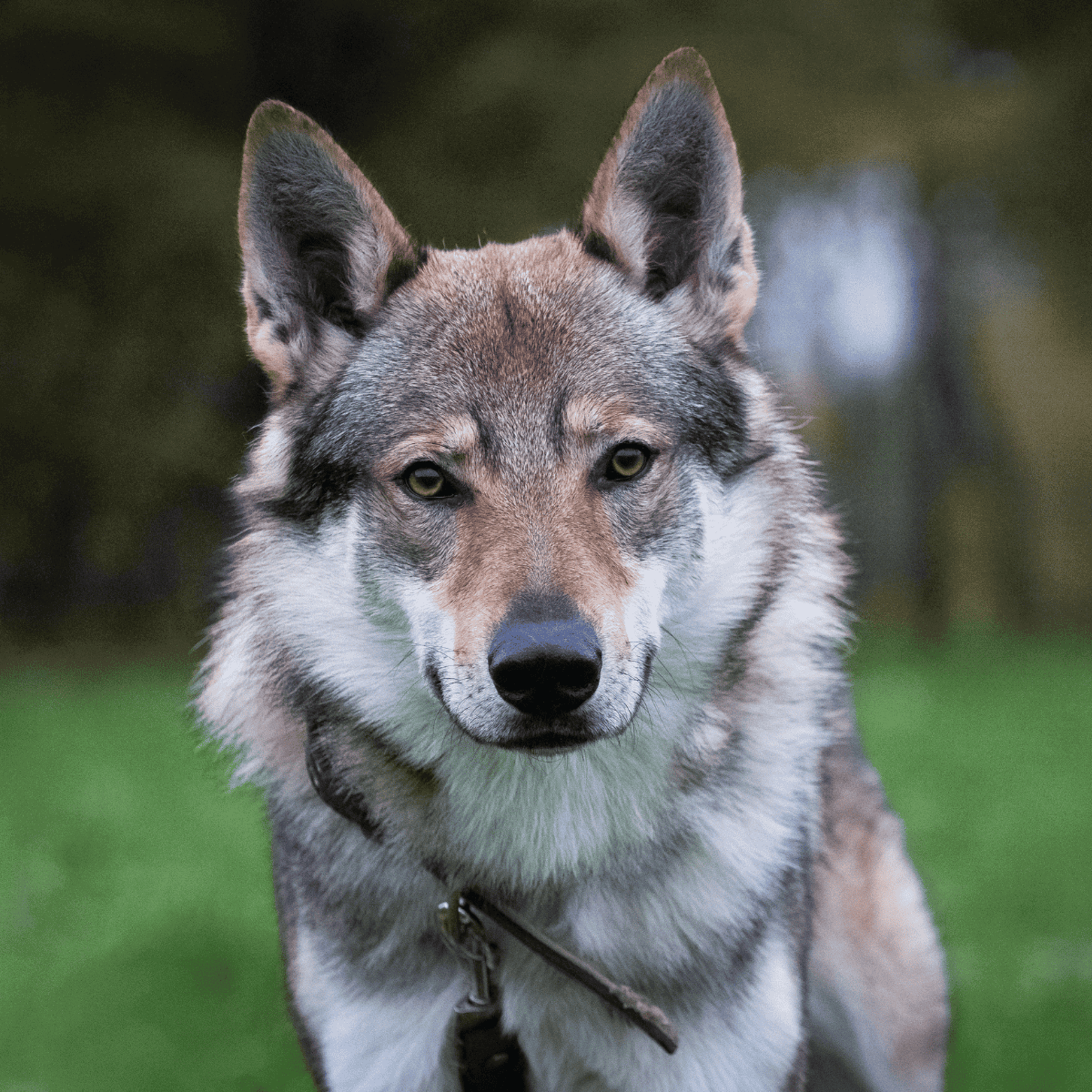 Highly detailed close-up of a wolf dog with piercing eyes and a thick coat, emphasizing wild canine features.
