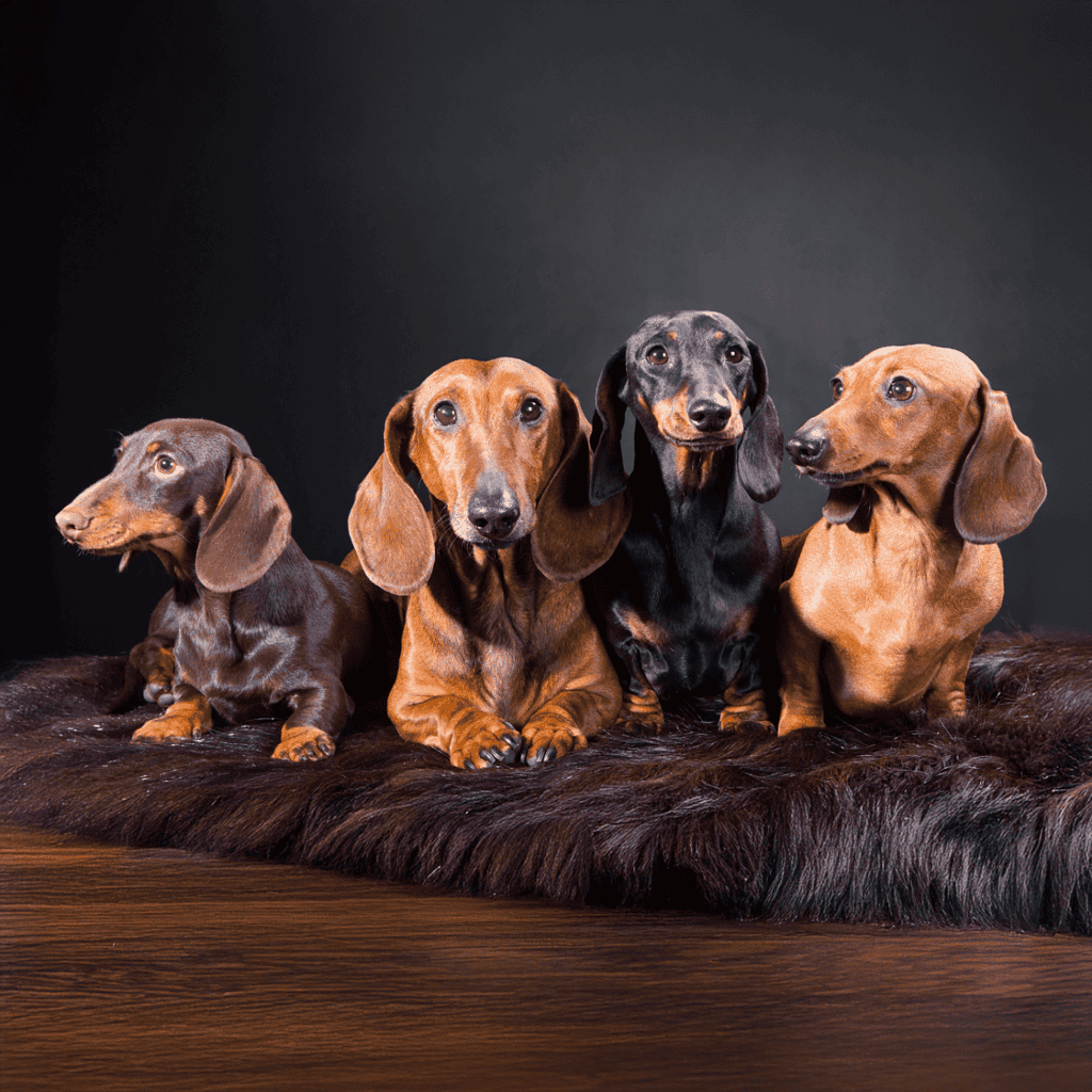 Dachshund Final Thoughts