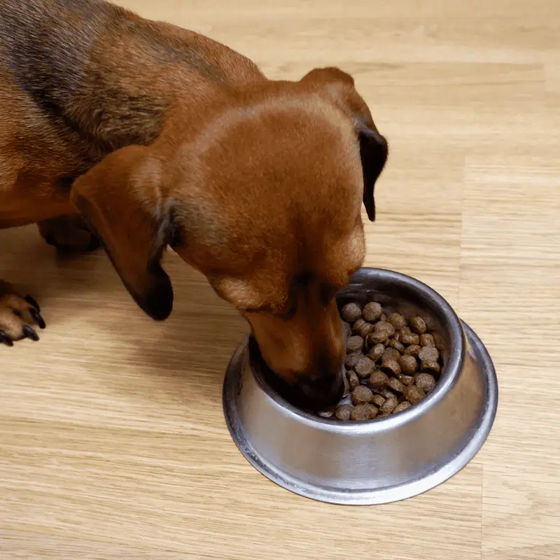 Dachshund Food & Diet Requirements