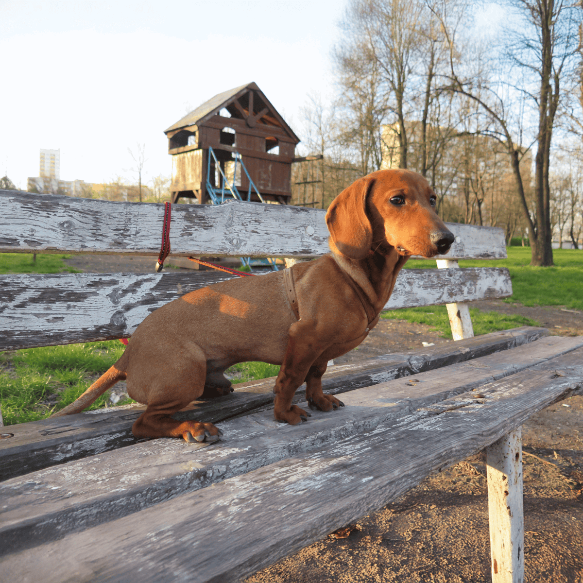 Adorable Dachshund puppy sitting on park bench with doghouse in background, enjoying outdoor playtime.