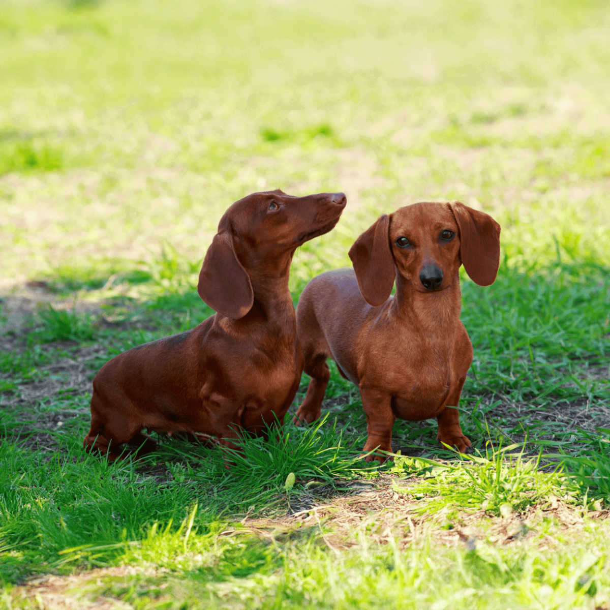 Adorable dachshund puppies enjoying a sunny day outside on lush green grass.