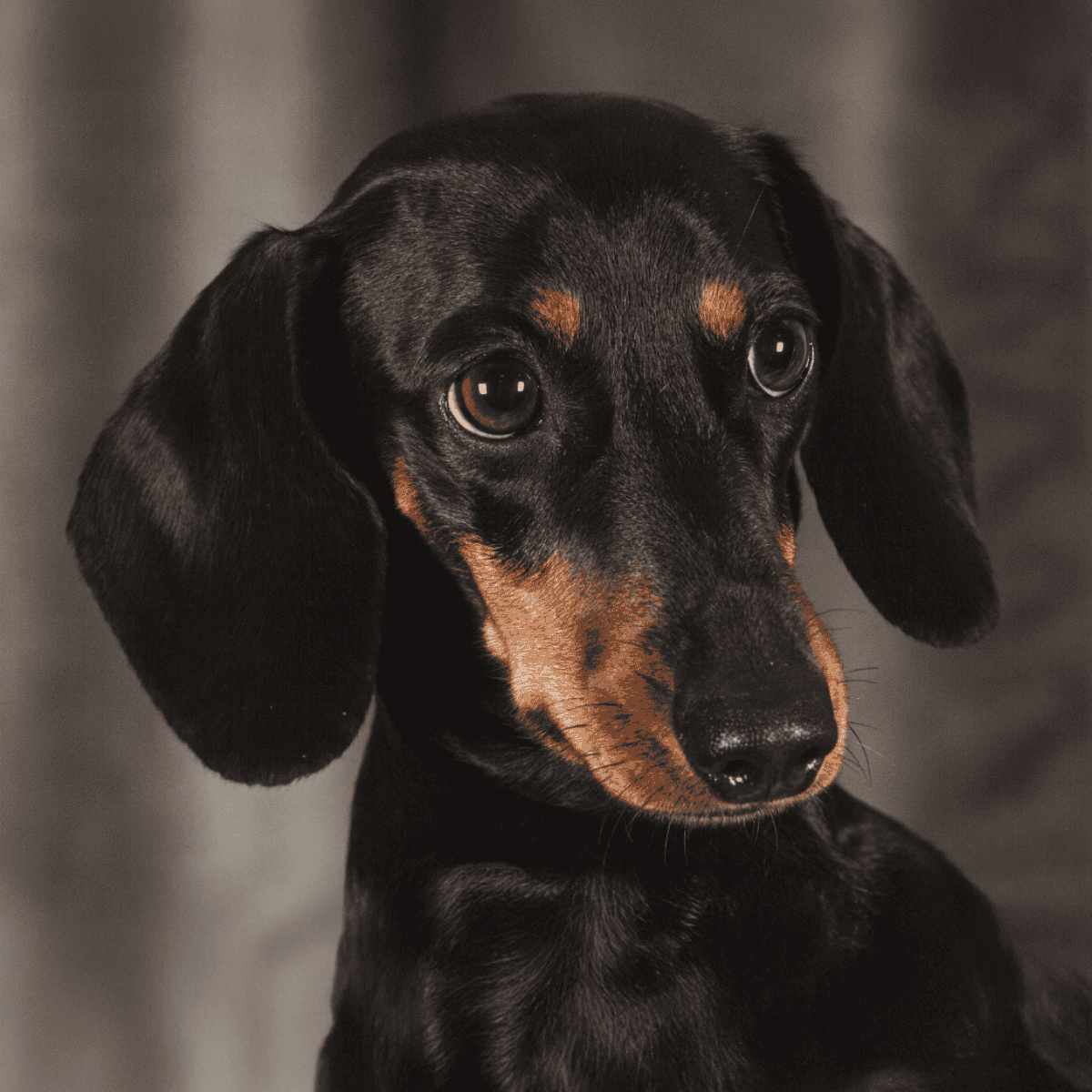 Adorable black and tan dachshund puppy with soulful eyes, perfect for dog health and pet care content.