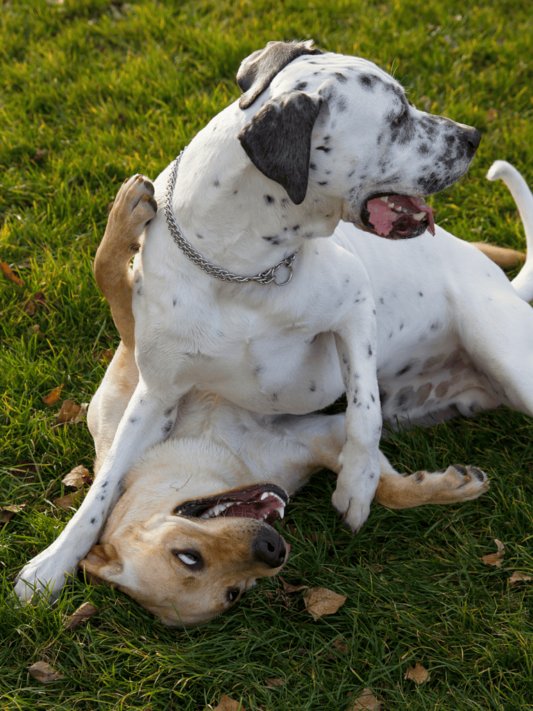 Dalmatian Does This Breed Get Along With Other Pets