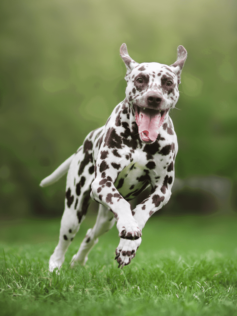 Dalmatian Exercise