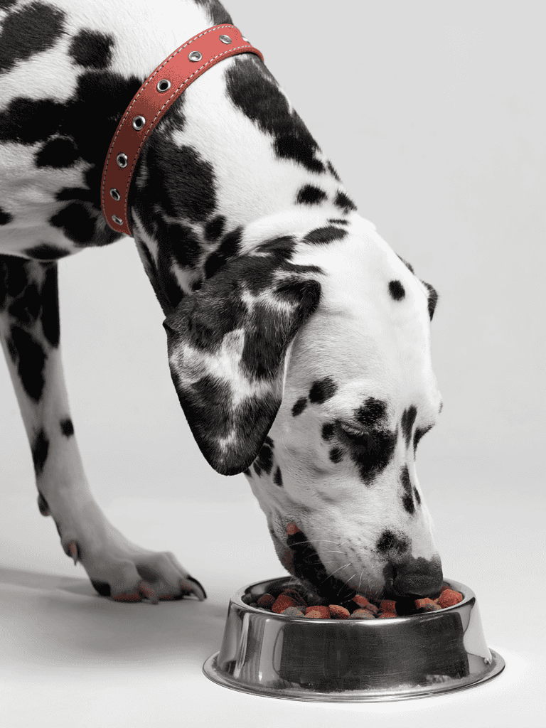 Dalmatian Food & Diet Requirements