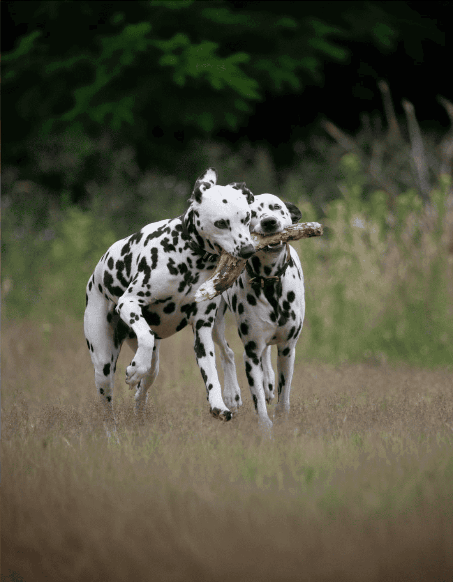 Dalmatian dogs running outdoors with a stick, showcasing their playful nature.