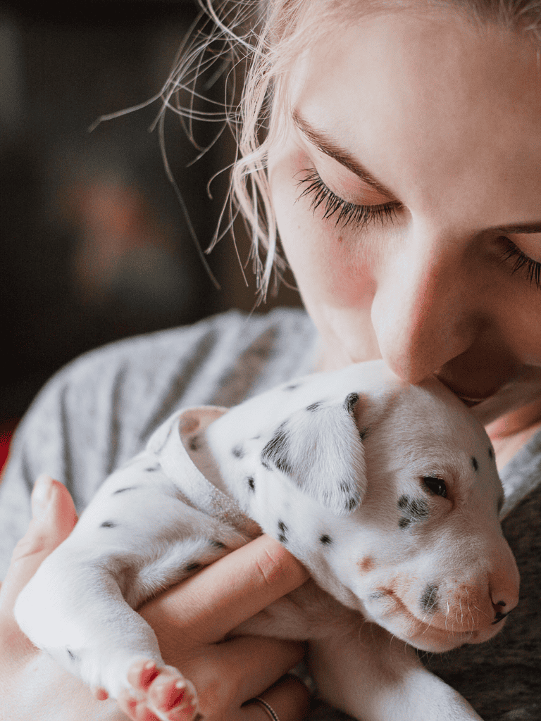 Dalmatian Puppies