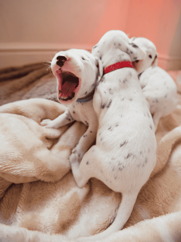 Dalmatian Puppies Have No Spots at Birth