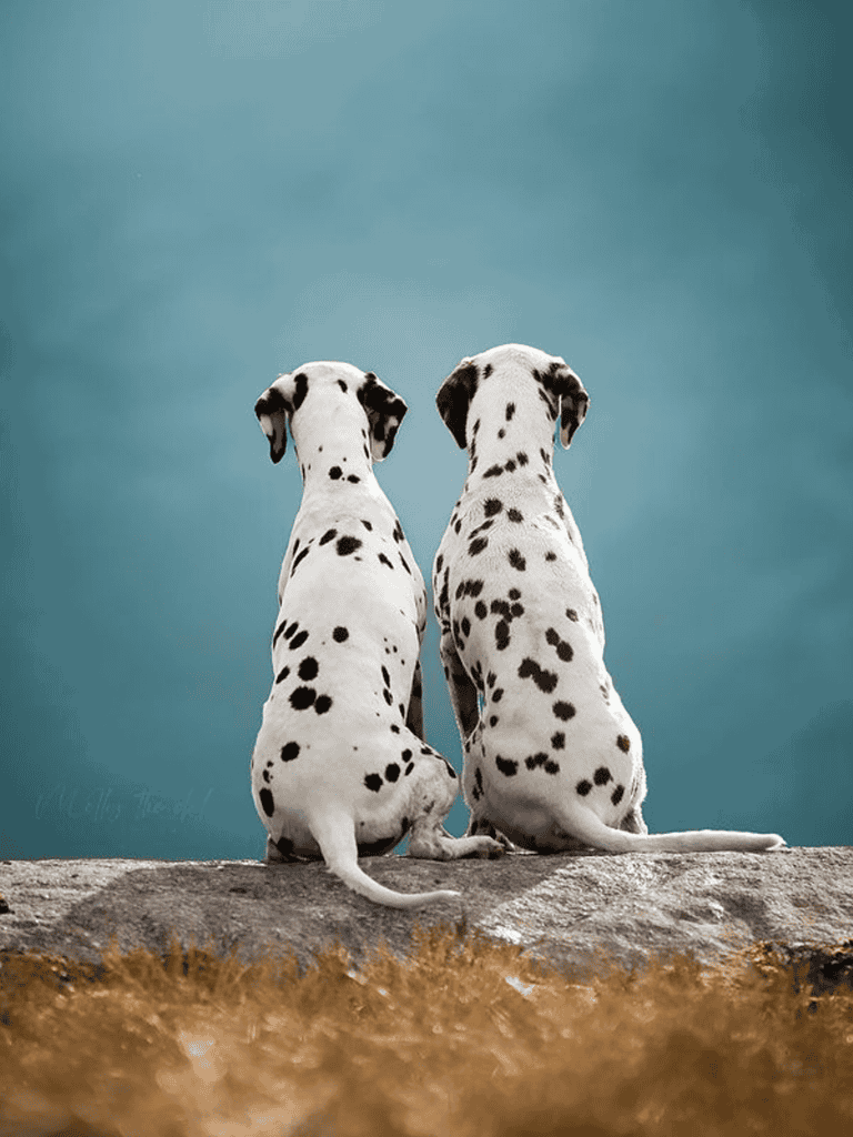 Adorable Dalmatian puppies, sitting on a rock, gazing at the sky, showcasing playful and loyal dog breeds.