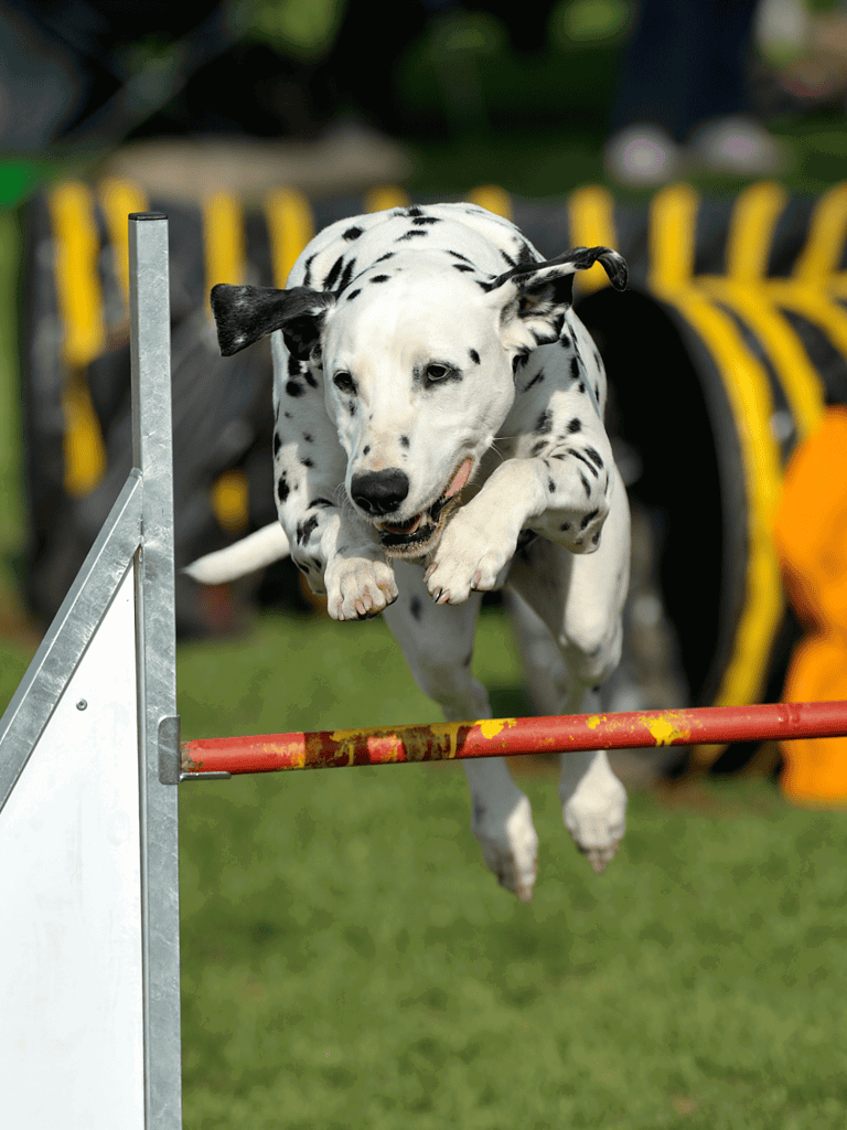 Dog agility training and exercise for active dogs.