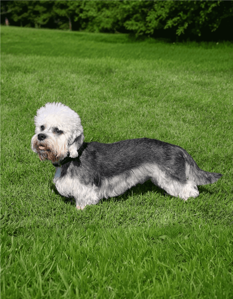 Adorable Doodle mix dog lying on lush green grass at park, showcasing friendly and playful nature.