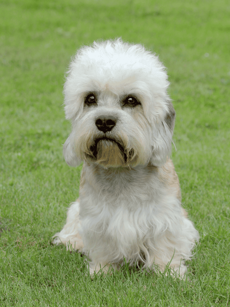Adorable Old English Sheepdog sitting on lush green grass outdoors, showcasing its fluffy, white coat and gentle expression.
