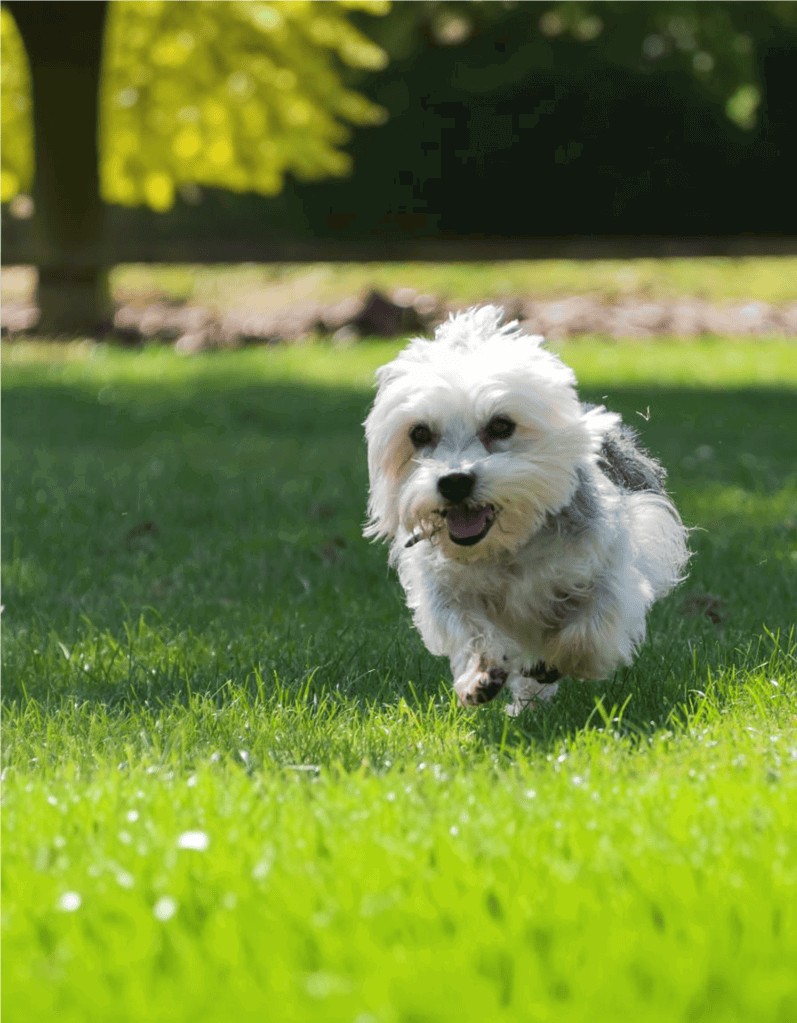 Adorable small dog enjoying outdoor playtime on lush green grass.