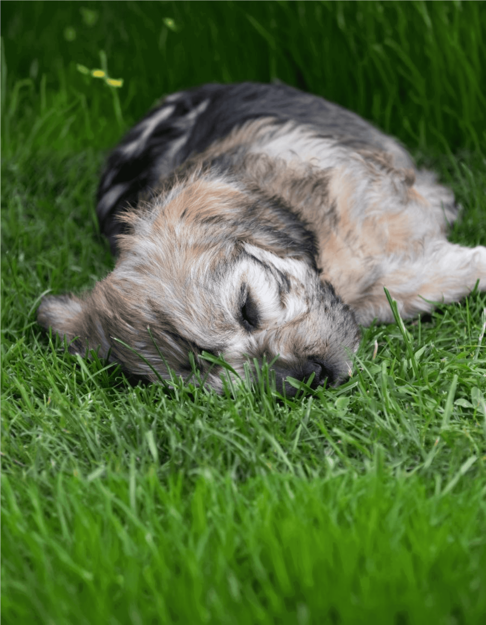 Adorable sleeping puppy lying in lush green grass, perfect for dog lovers and pet care content.