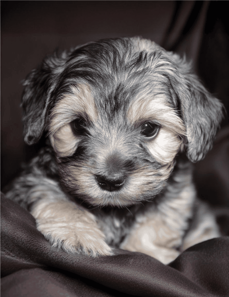 Adorable Australian Shepherd puppy sitting on soft dark fabric.