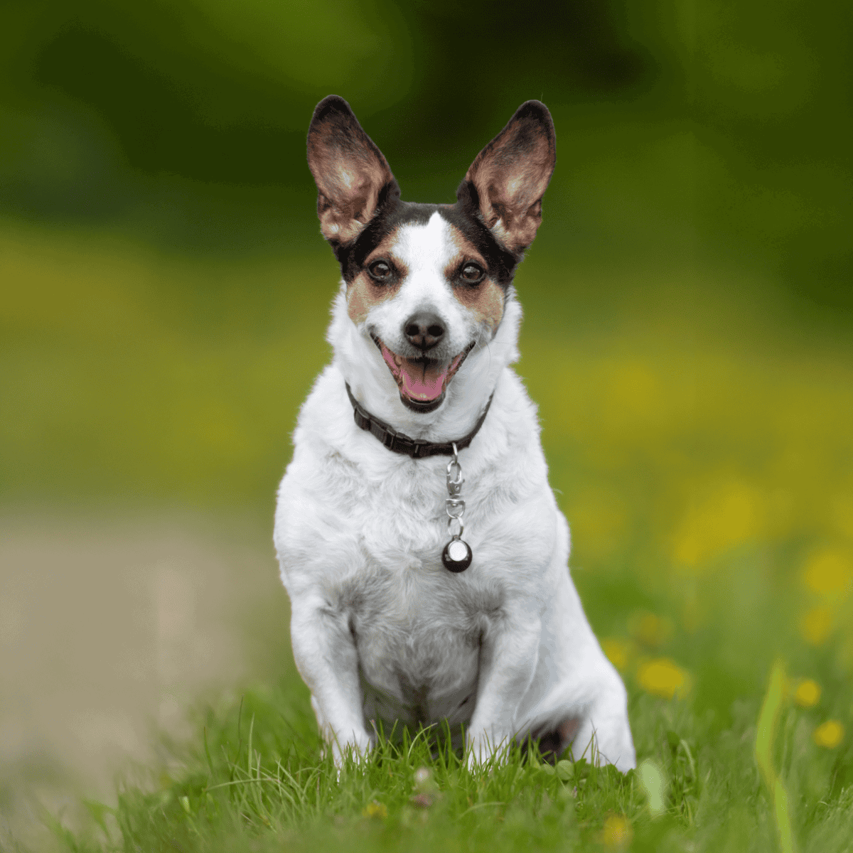 Adorable energetic dog outdoors on green grass, joyful, smiling, with a blurred natural background.