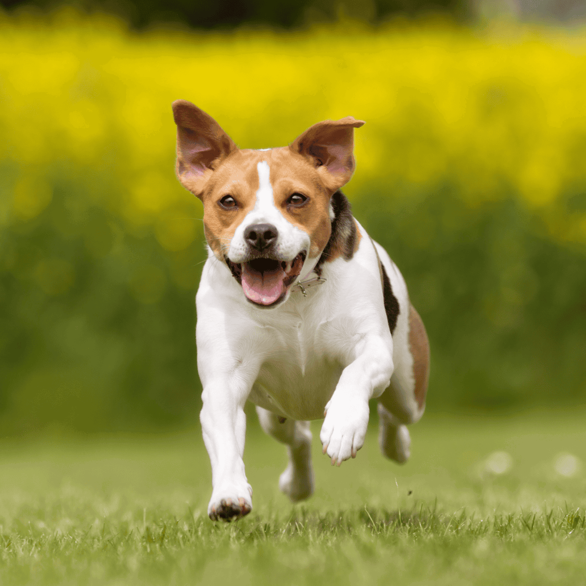 Happy dog running on green grass, energetic and playful Jack Russell breed.
