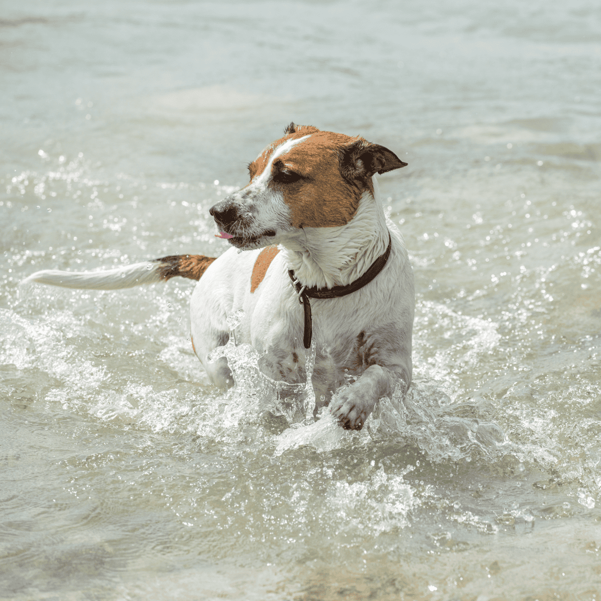 Dog swimming in the ocean, playful pet enjoying freshwater fun.