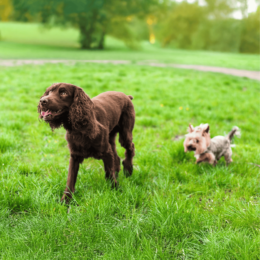 Deutscher Wachtelhund Does This Breed Get Along With Other Pets