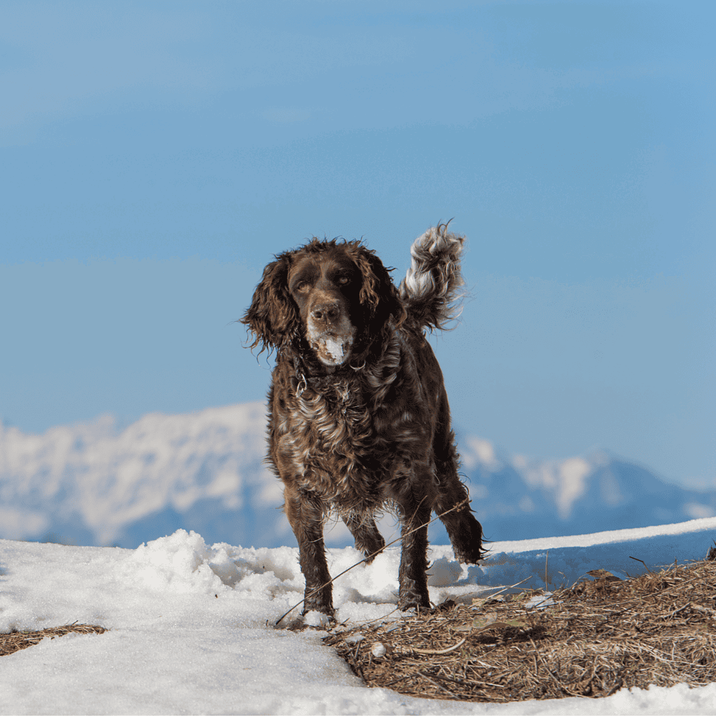 Deutscher Wachtelhund Final Thoughts