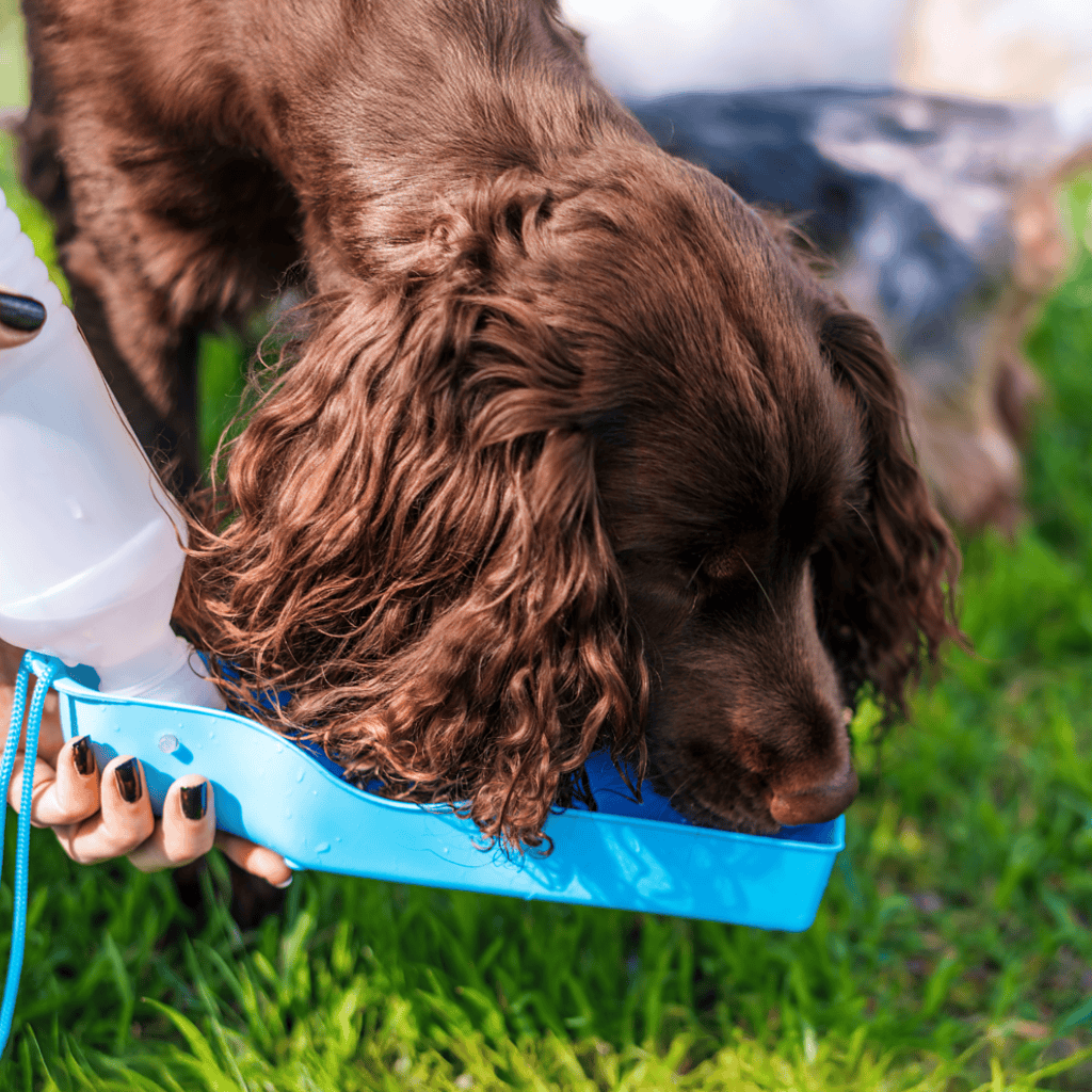 Deutscher Wachtelhund Food & Diet Requirements