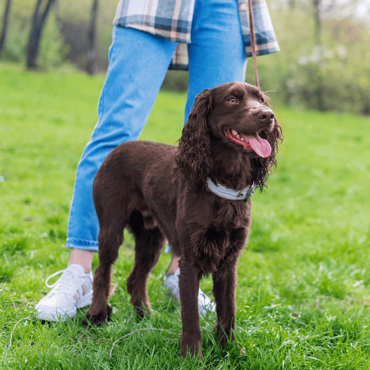 Dog on leash during walk in park | Dogfix dog walking solutions for happy pets.
