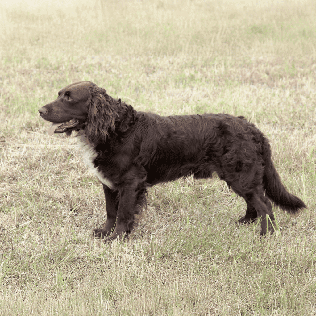 Loyal and friendly English Springer Spaniel dog on grassy field for training and obedience.