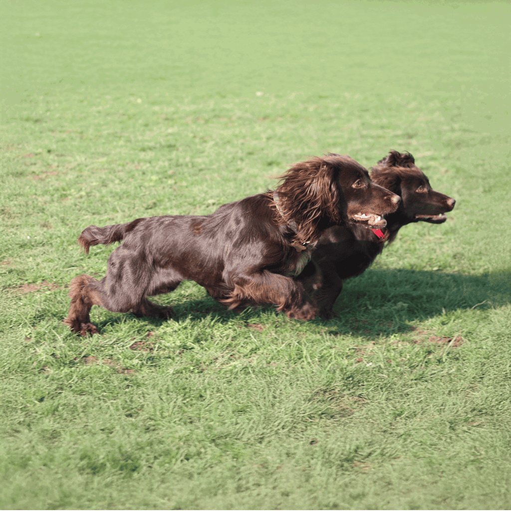 Two brown English Springer Spaniels sprinting happily on green grass.