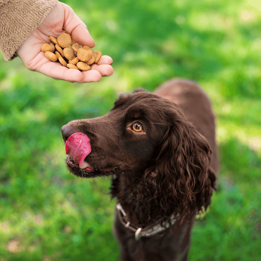 Deutscher Wachtelhund Training