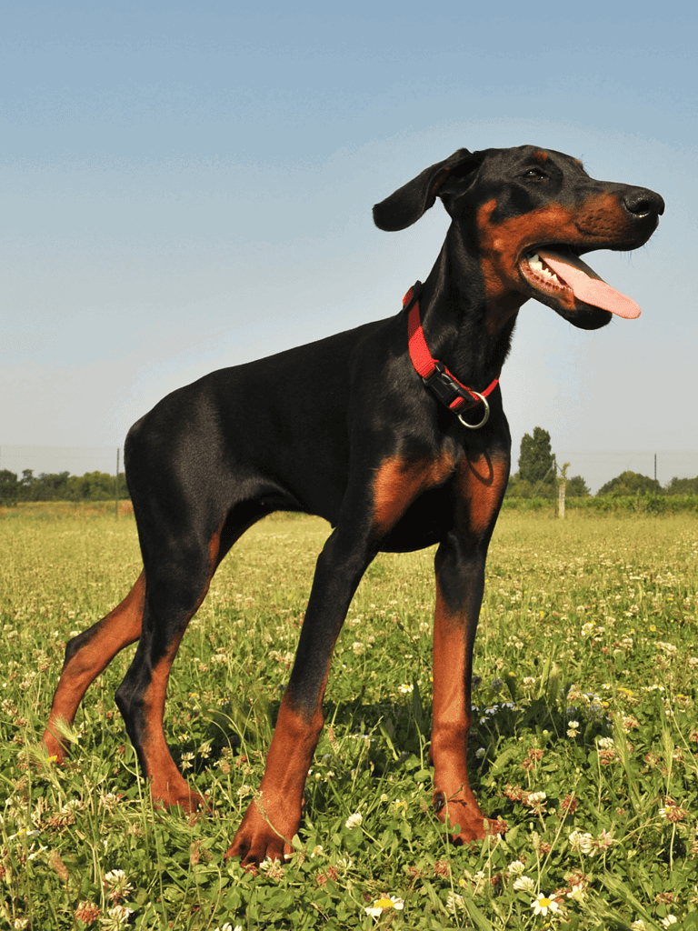 Dachshund with a red collar standing in a grassy field under a clear blue sky.