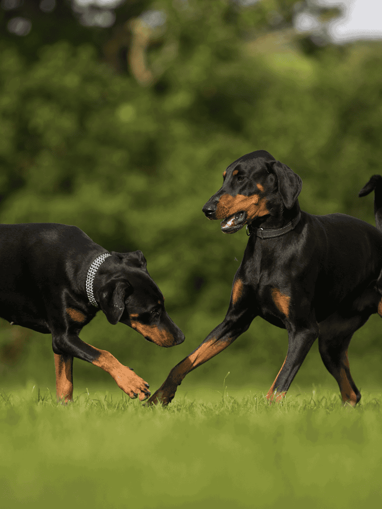 Cute Doberman dogs playing together in green park environment.