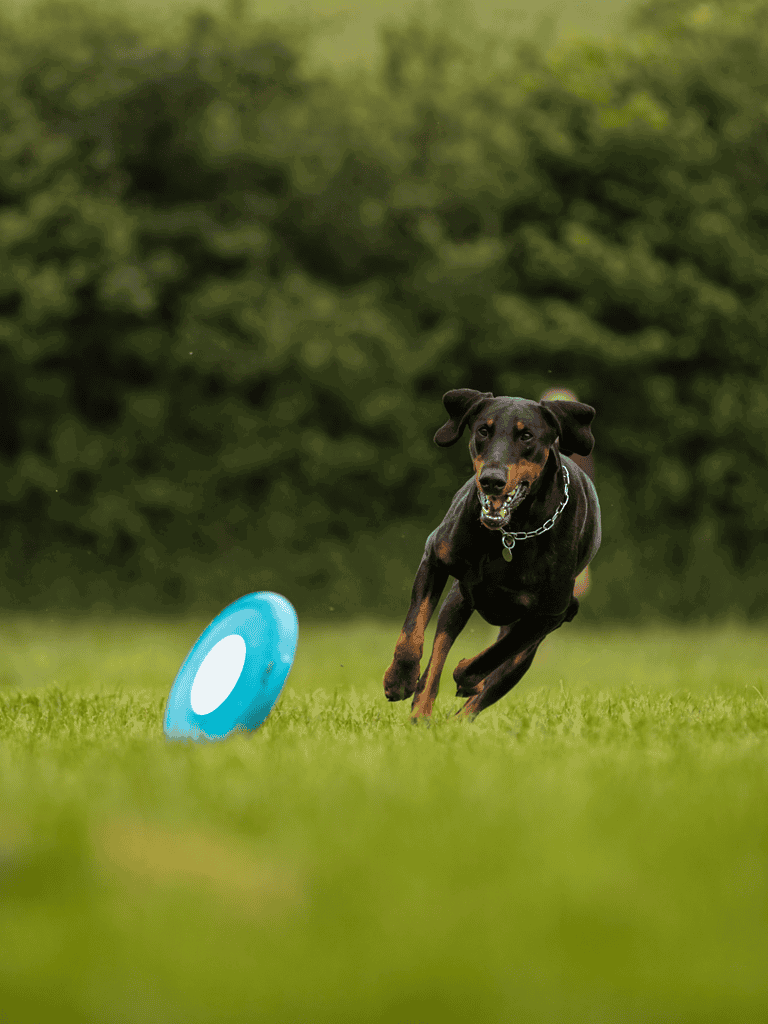 Dog chasing frisbee outdoors on lush green grass.