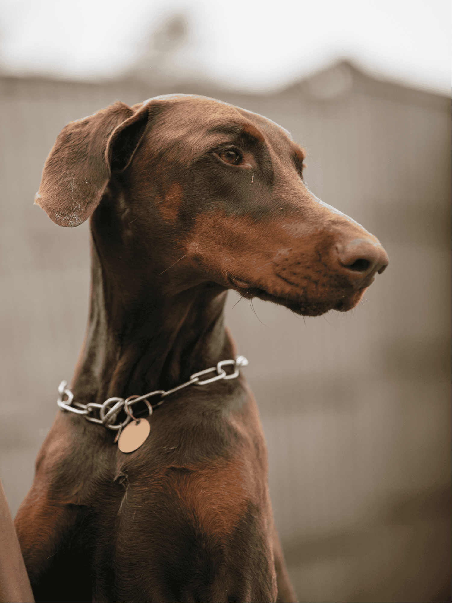 Doberman dog with sleek brown coat and chain collar, looking alert outdoors.