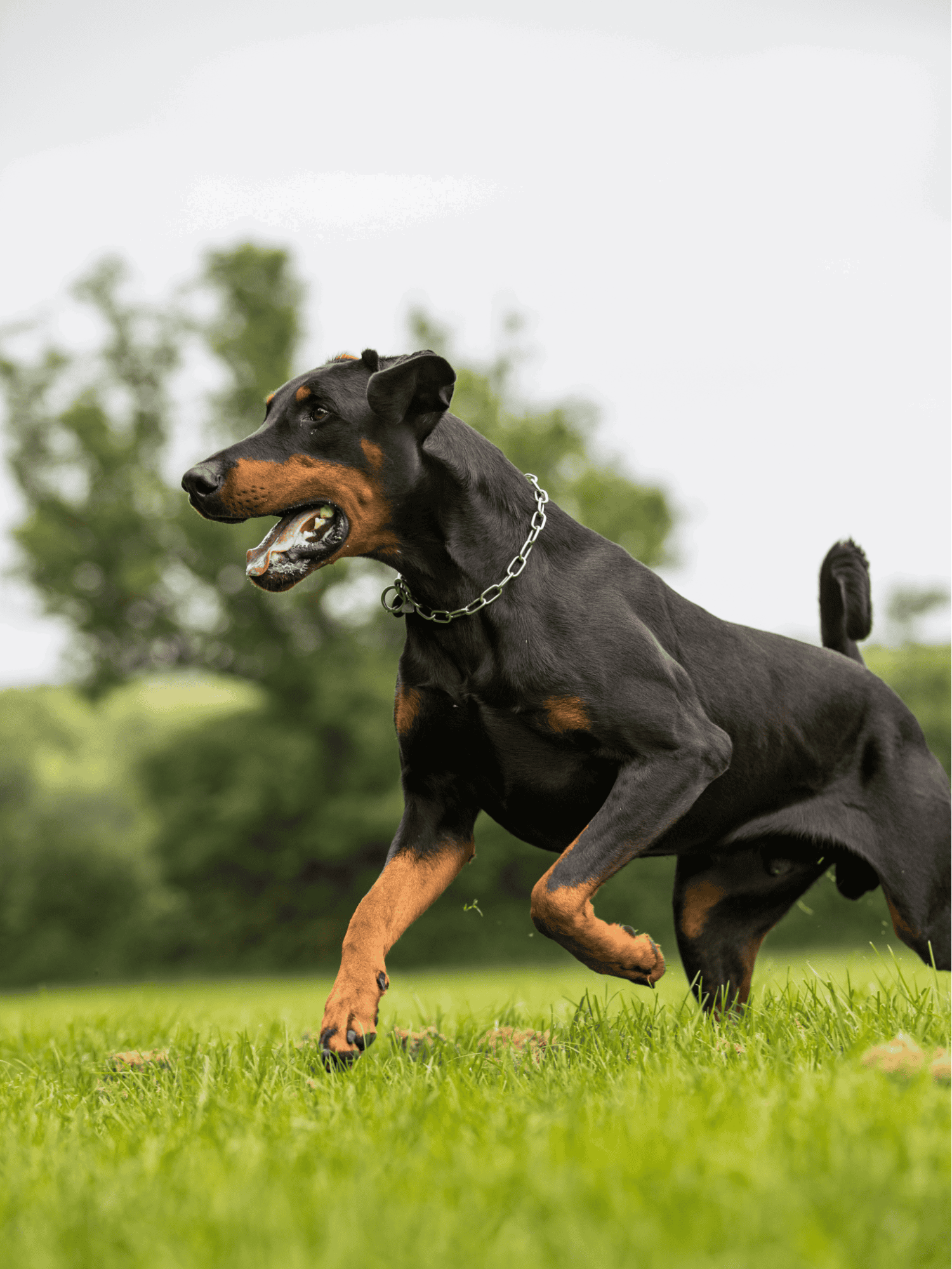 Alt-text: Rottweiler dog running on green grass with a blurred background of trees.